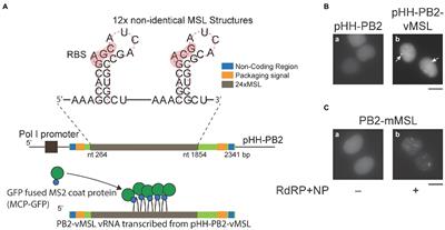 Visualizing Influenza A Virus vRNA Replication